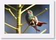 Arenal - 31 * Rufous-tailed Hummingbird * Rufous-tailed Hummingbird
